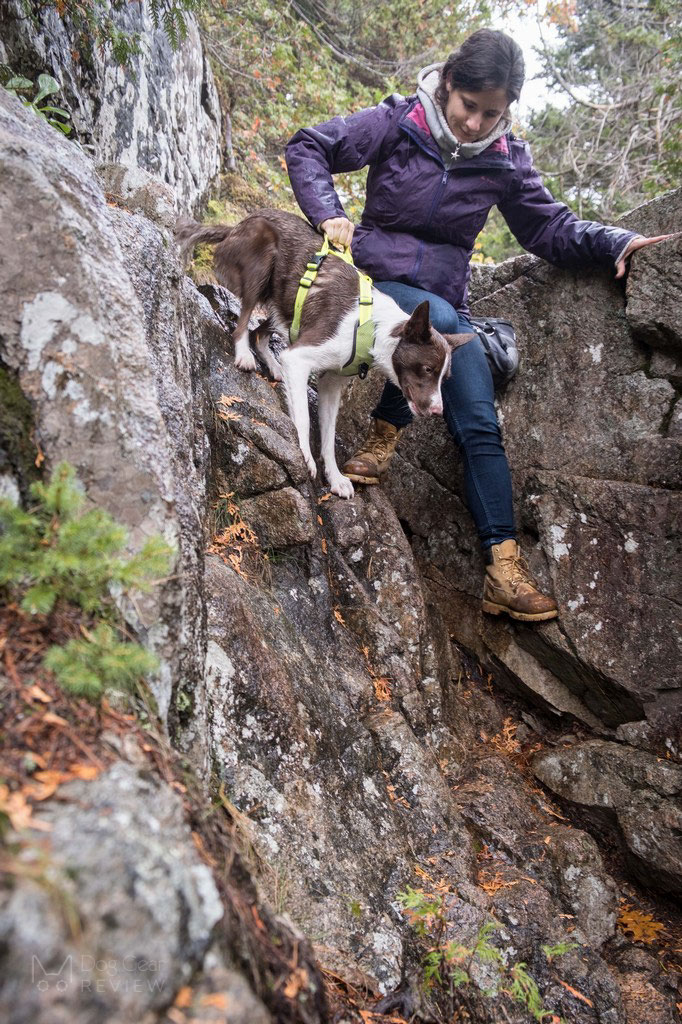 Truelove TLH6071 Harness Review | Dog Gear Review