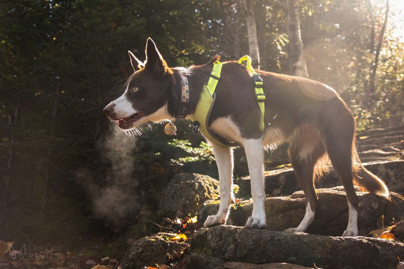 Truelove TLH6071 Harness Review | Dog Gear Review