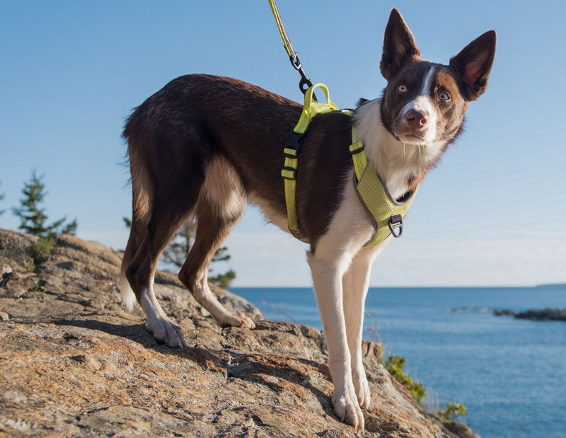 Truelove TLH6071 Harness Review | Dog Gear Review