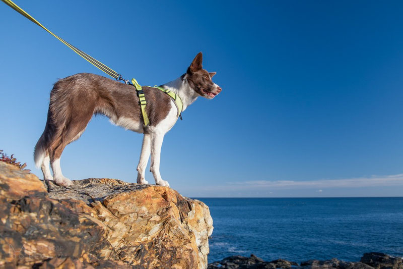 Truelove TLH6071 Harness Review | Dog Gear Review