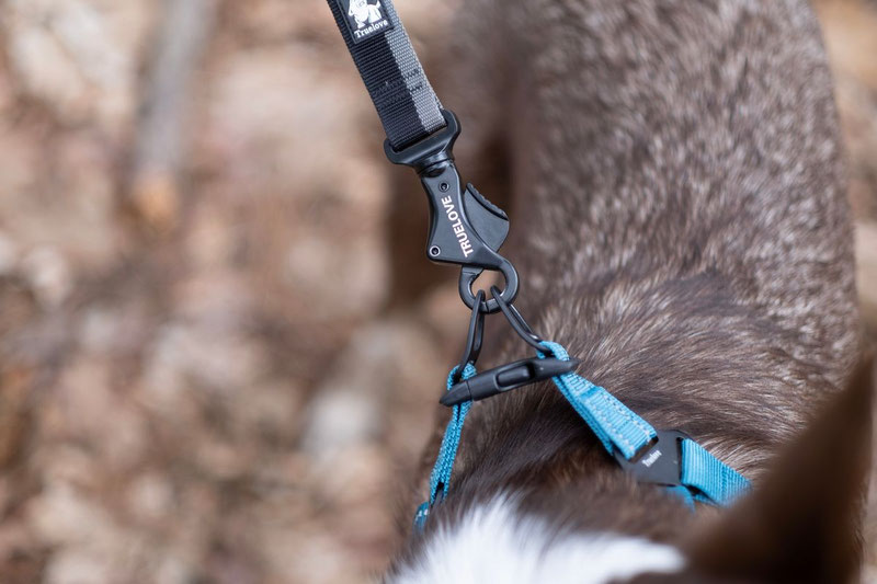 Truelove TLL2271 Bungee Leash Review | Dog Gear Review