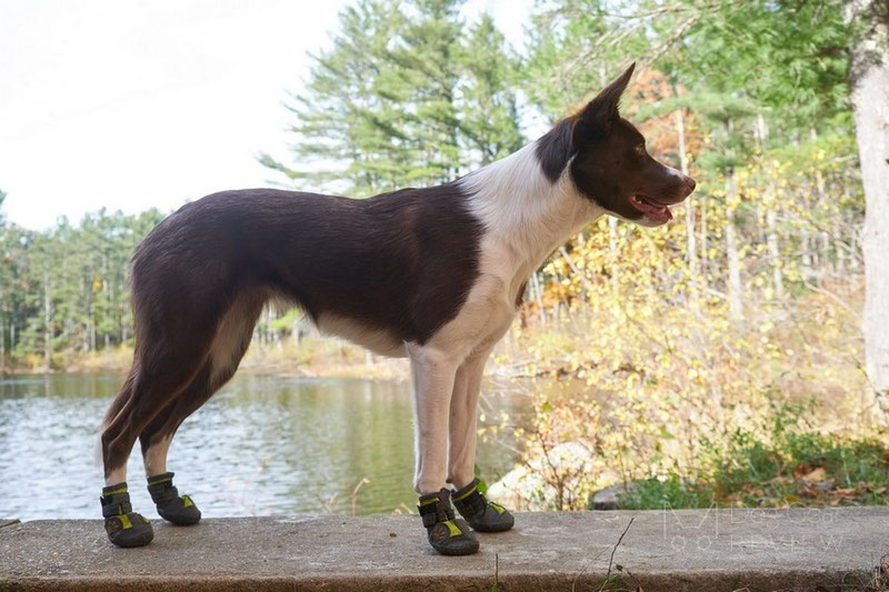 Truelove TLS3961 Boots Review | Dog Gear Review