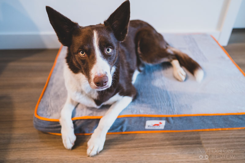 Toozey Orthopedic Memory Foam Bed Review | Dog Gear Review