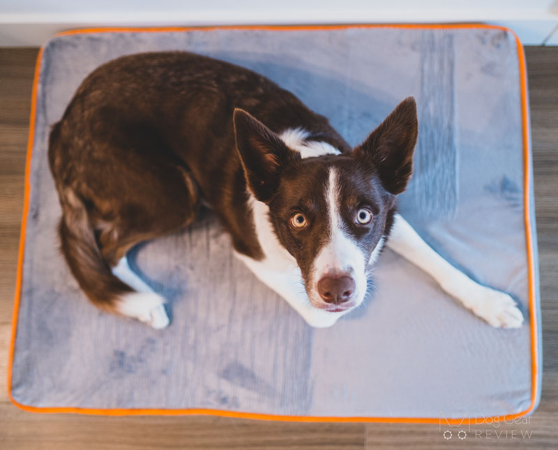 Toozey Orthopedic Memory Foam Bed Review | Dog Gear Review