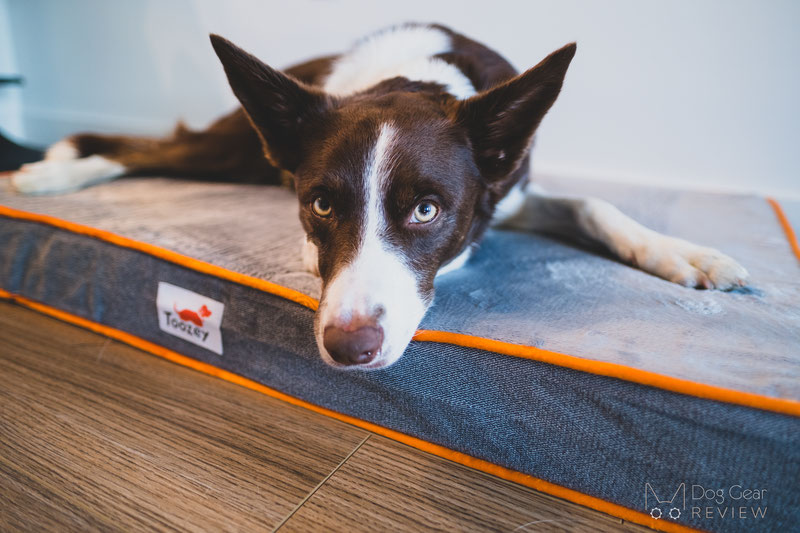 Toozey Orthopedic Memory Foam Bed Review | Dog Gear Review