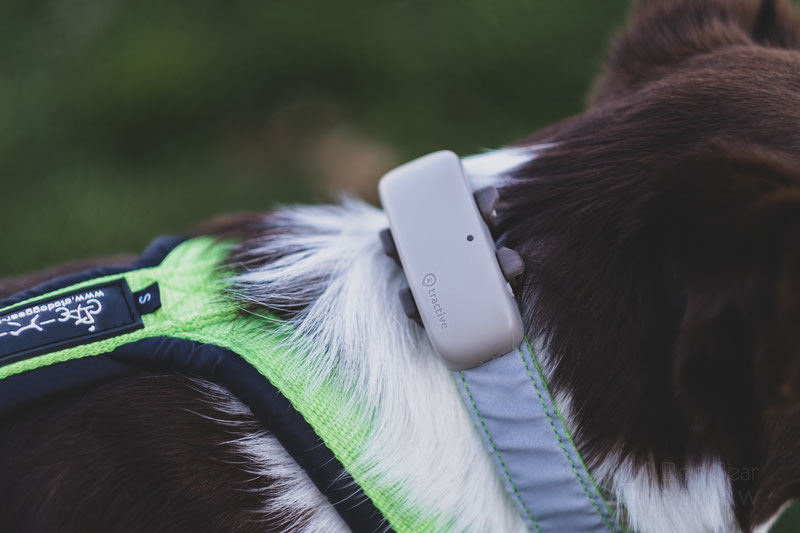 Tractive GPS Tracker and Activity Monitor Review Dog Gear Review