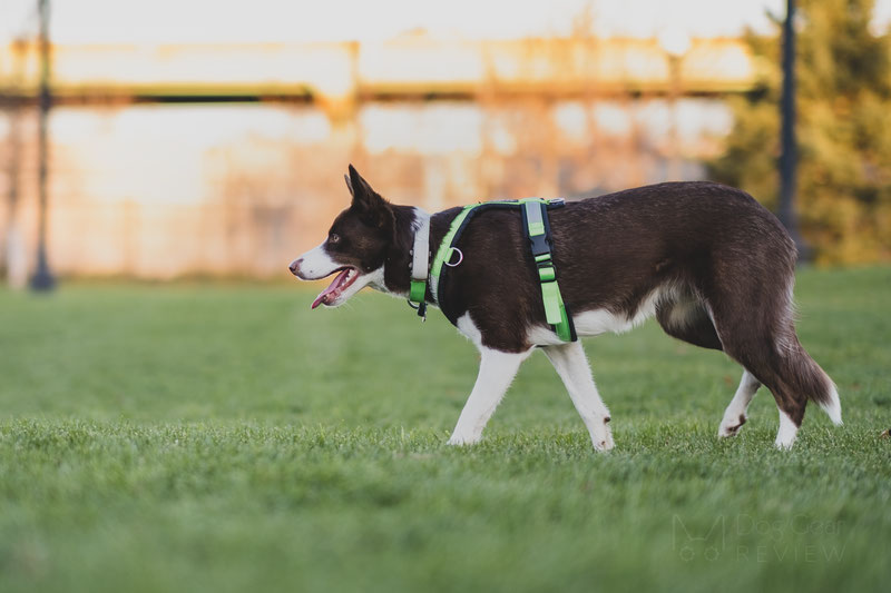 Tractive GPS DOG XL, green - Tractive - Electric-Collars.com