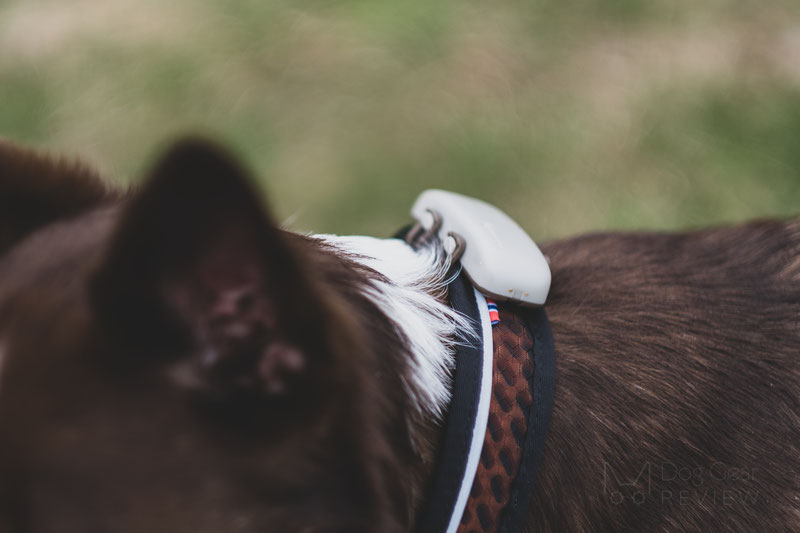 Tractive Dog GPS Tracker with Activity Monitoring, Fits any Collar (White)  