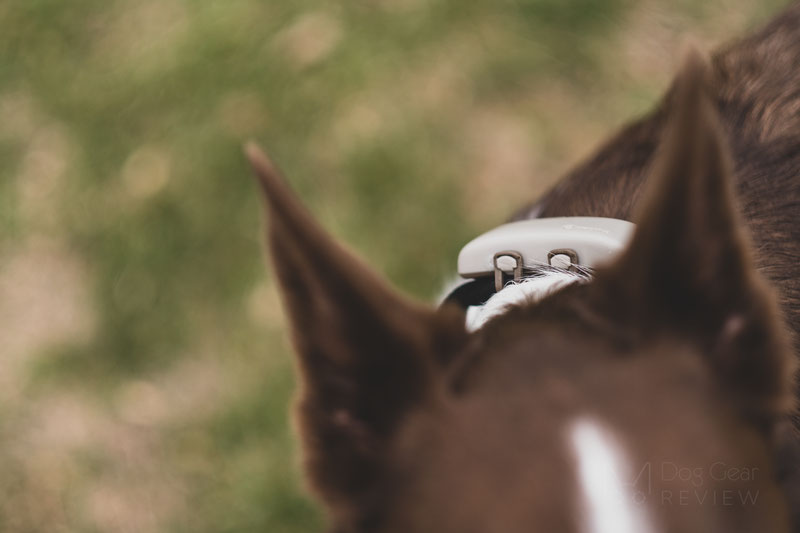 Tractive GPS Pet Tracker Review - How Does this Affordable Dog Tracking  Collar Perform? - K9Gadget