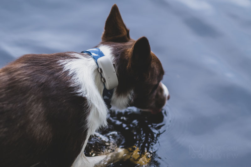 Tractive GPS Pet Tracker Review - How Does this Affordable Dog Tracking  Collar Perform? - K9Gadget