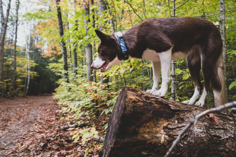 Tractive GPS Tracker and Activity Monitor Review | Dog Gear Review