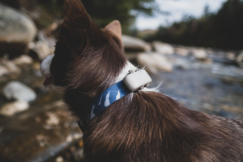 Review: Tractive Waterproof GPS Dog Tracker