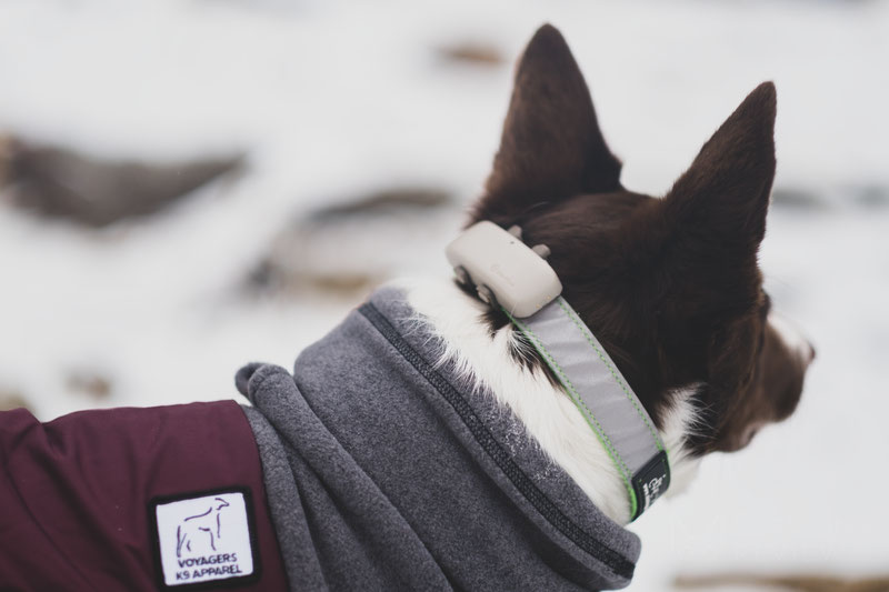 Tractive GPS Tracker for Cats and Dogs with Activity Monitoring