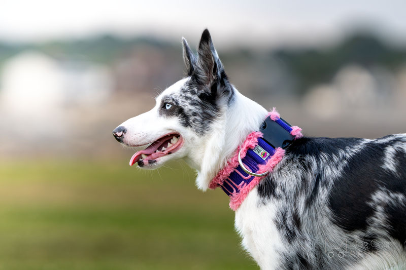 Trotting Dog Gear Collar Review | Dog Gear Review