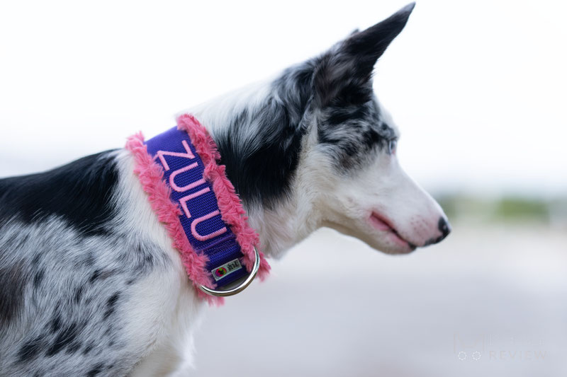 Trotting Dog Gear Collar Review | Dog Gear Review