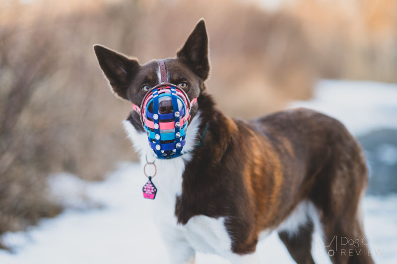 Truffle Biothane Muzzle Review | Dog Gear Review