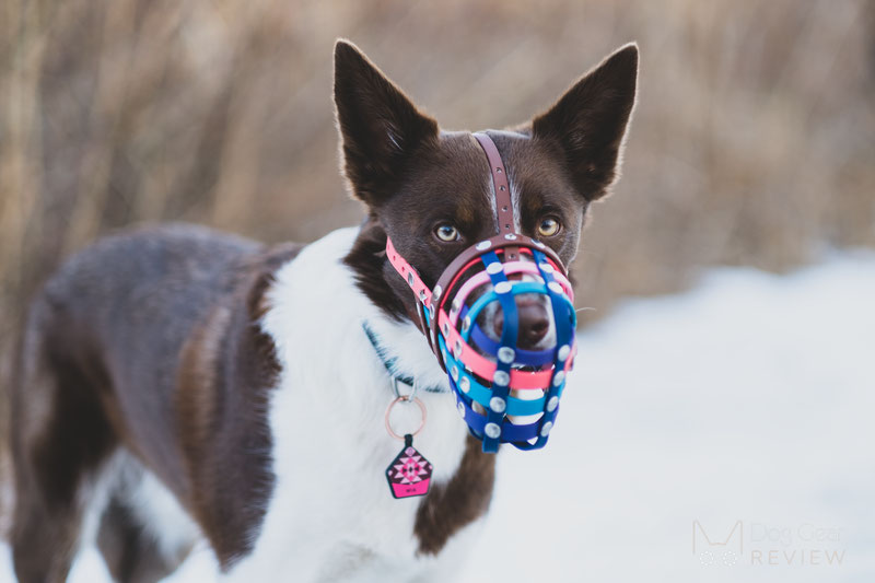 Truffle Biothane Muzzle Review | Dog Gear Review