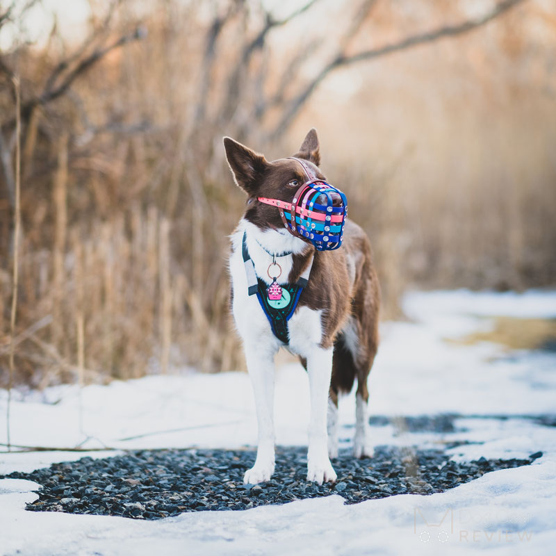 Truffle Biothane Muzzle Review | Dog Gear Review