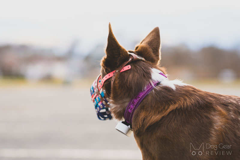 Truffle Biothane Muzzle Review | Dog Gear Review