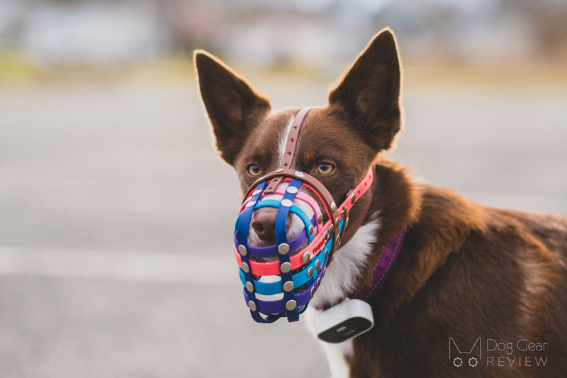 Truffle Biothane Muzzle Review | Dog Gear Review