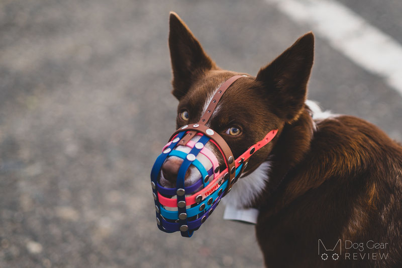 Truffle Biothane Muzzle Review | Dog Gear Review