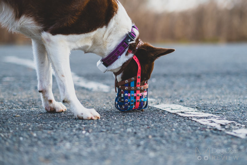 Truffle Biothane Muzzle Review | Dog Gear Review