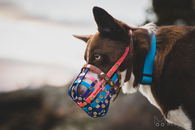 Custom store dog muzzle