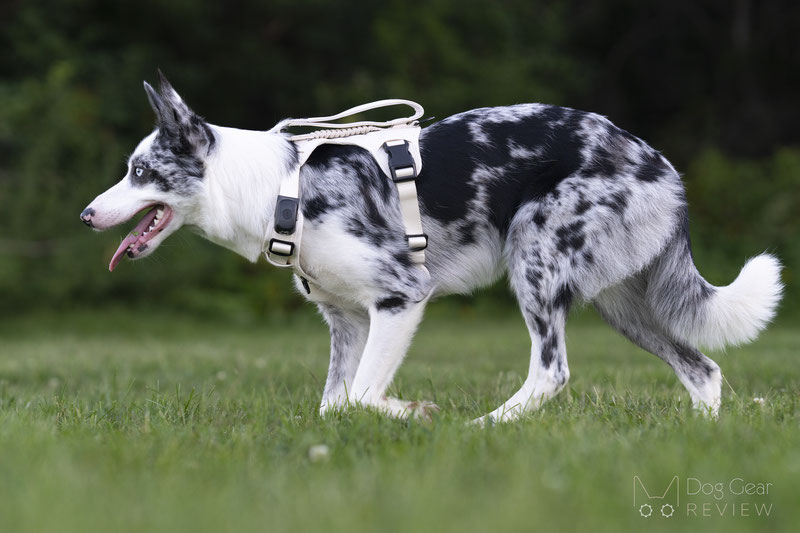 Tug Grab Harness with Magnetic Leash Review | Dog Gear Review