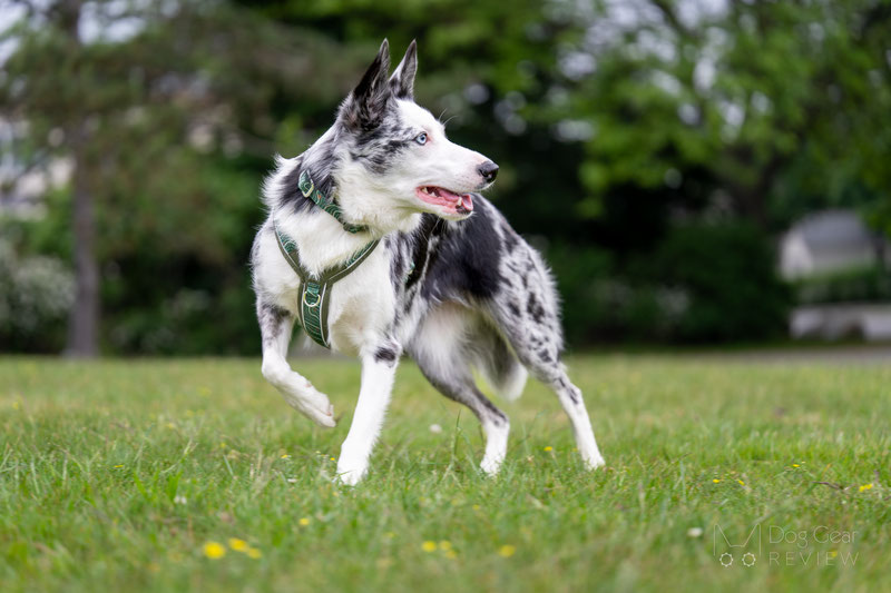 Twiggy Tags Apex Harness Review | Dog Gear Review
