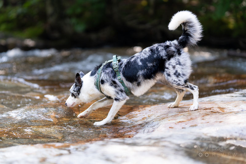 Twiggy Tags Apex Harness Review | Dog Gear Review