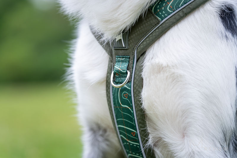 Twiggy Tags Apex Harness Review | Dog Gear Review
