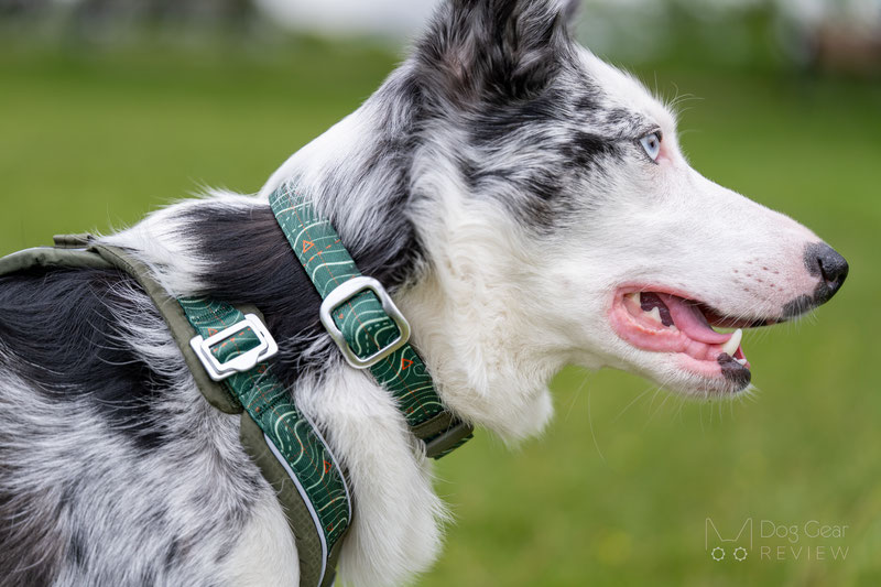 Twiggy Tags Apex Harness Review | Dog Gear Review
