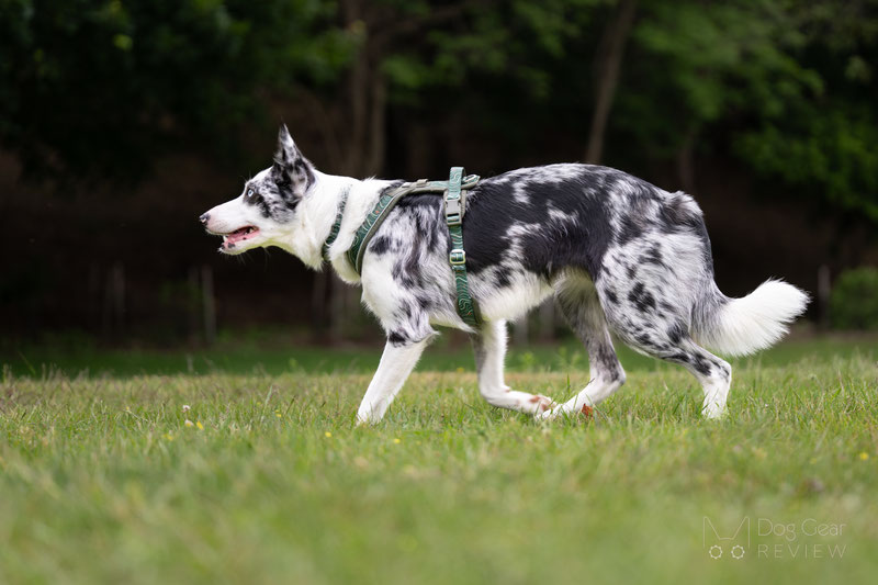 Twiggy Tags Apex Harness Review | Dog Gear Review
