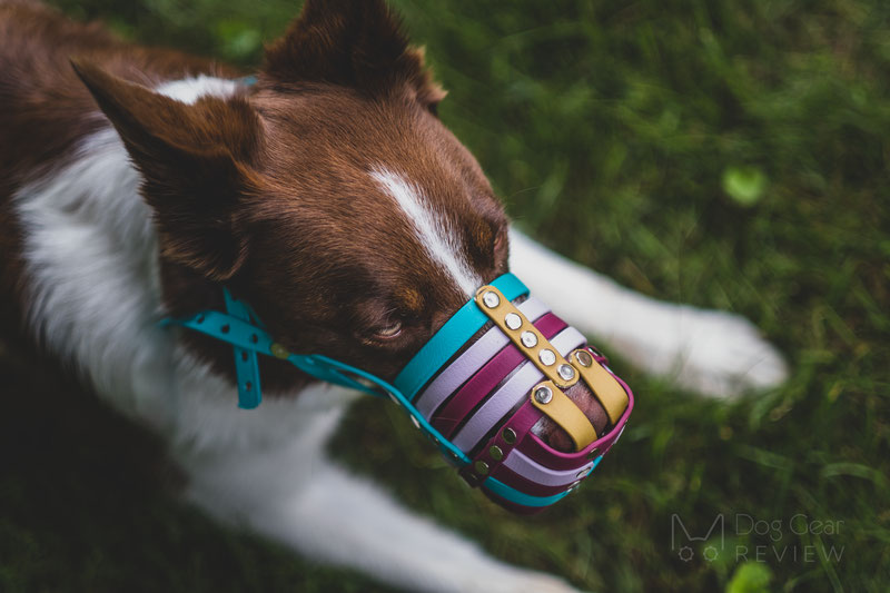 Biothane 2025 dog muzzle