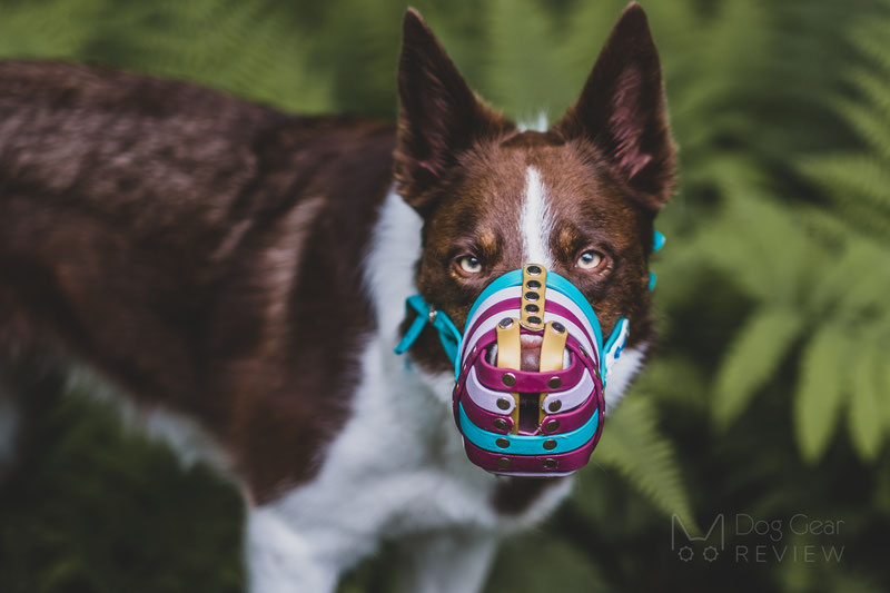 Trust Your Dog Biothane Muzzle Review | Dog Gear Review