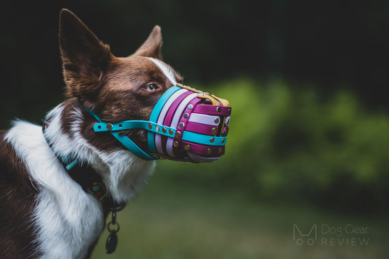 Trust Your Dog Biothane Muzzle Review | Dog Gear Review