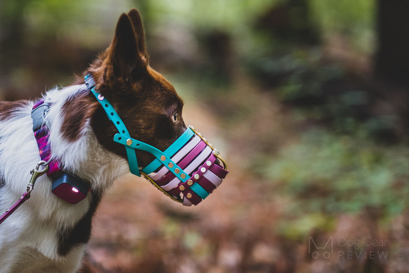 Trust Your Dog Biothane Muzzle Review