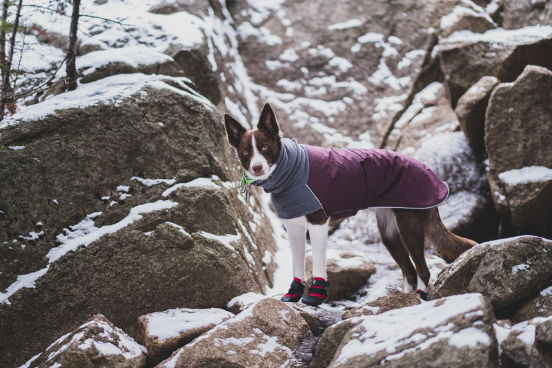 Ultra Paws Rugged Boot Review | Dog Gear Review