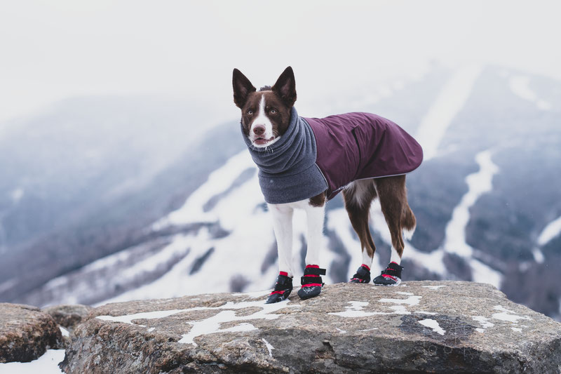 Ultra Paws Rugged Boot Review Dog Gear Review