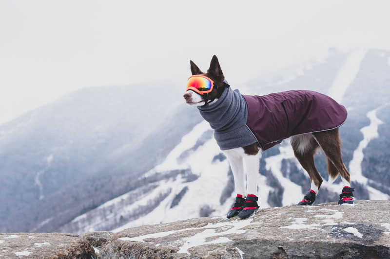 Ultra Paws Rugged Boot Review | Dog Gear Review