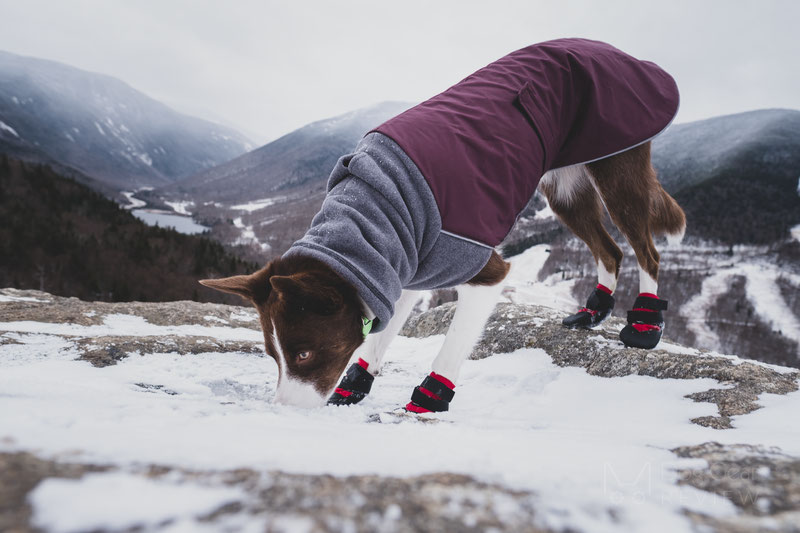 Ultra Paws Rugged Boot Review | Dog Gear Review