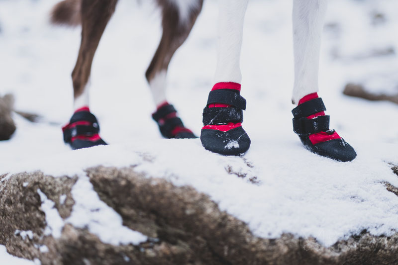 Rugged store dog boots