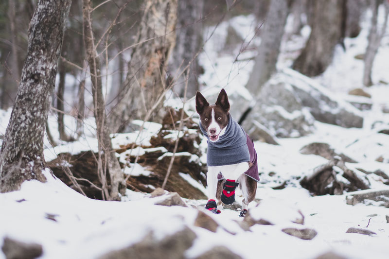 Ultra Paws Rugged Boot Review | Dog Gear Review