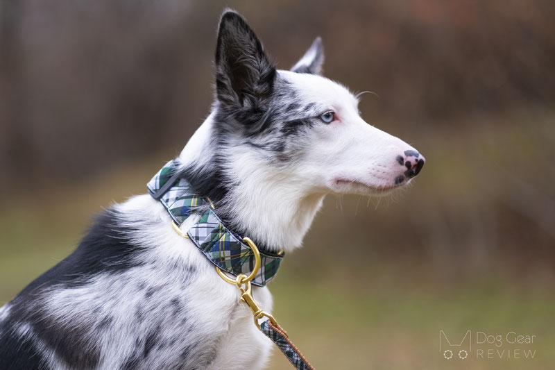 Up Country Gordon Plaid Collar & Leash Review | Dog Gear Review