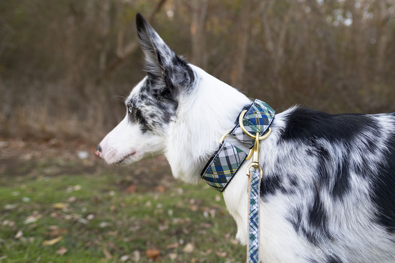 Up Country Gordon Plaid Collar & Leash Review | Dog Gear Review