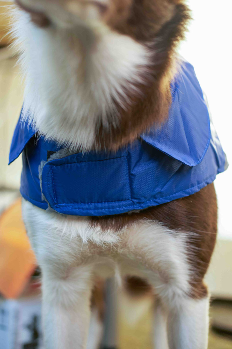 UsefulThingy Coat Review | Dog Gear Review