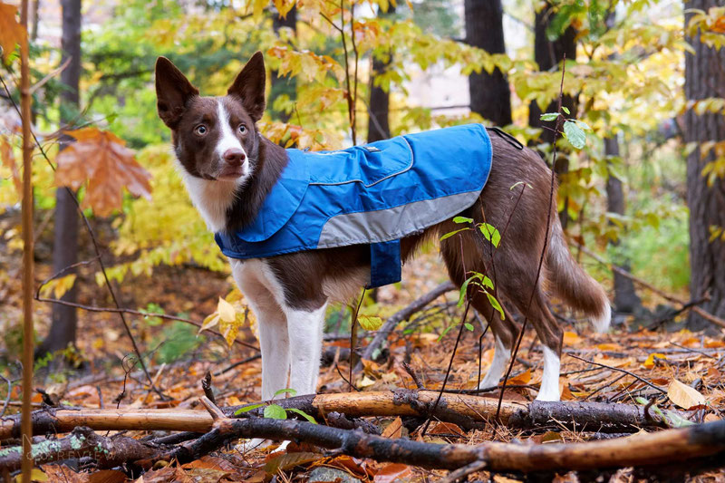 UsefulThingy Coat Review | Dog Gear Review