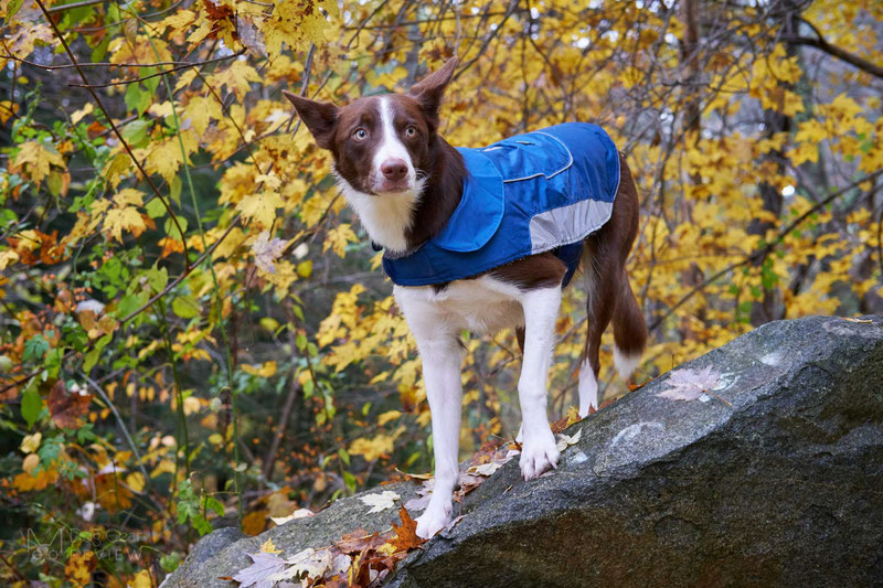 UsefulThingy Coat Review | Dog Gear Review