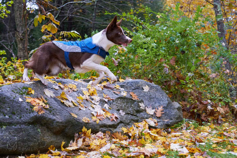 UsefulThingy Coat Review | Dog Gear Review
