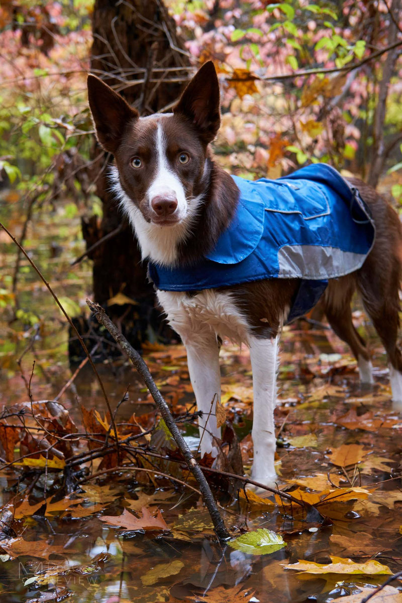 UsefulThingy Coat Review | Dog Gear Review